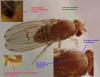 Drosophila immigrans